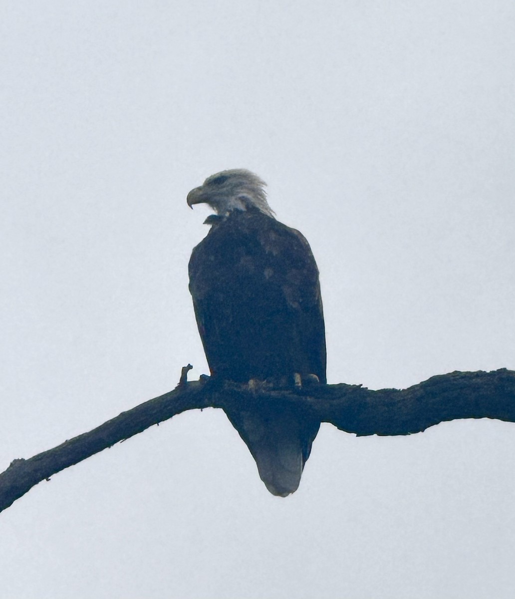 Bald Eagle - ML640529696