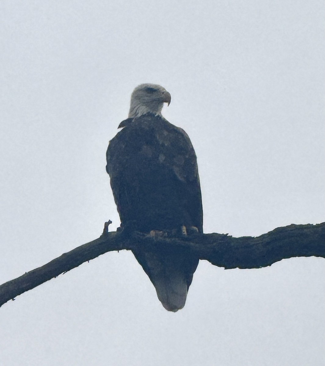 Bald Eagle - ML640529697