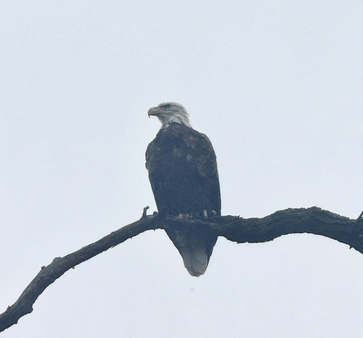 Bald Eagle - ML640529704