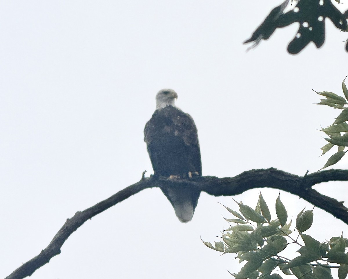 Bald Eagle - ML640529705