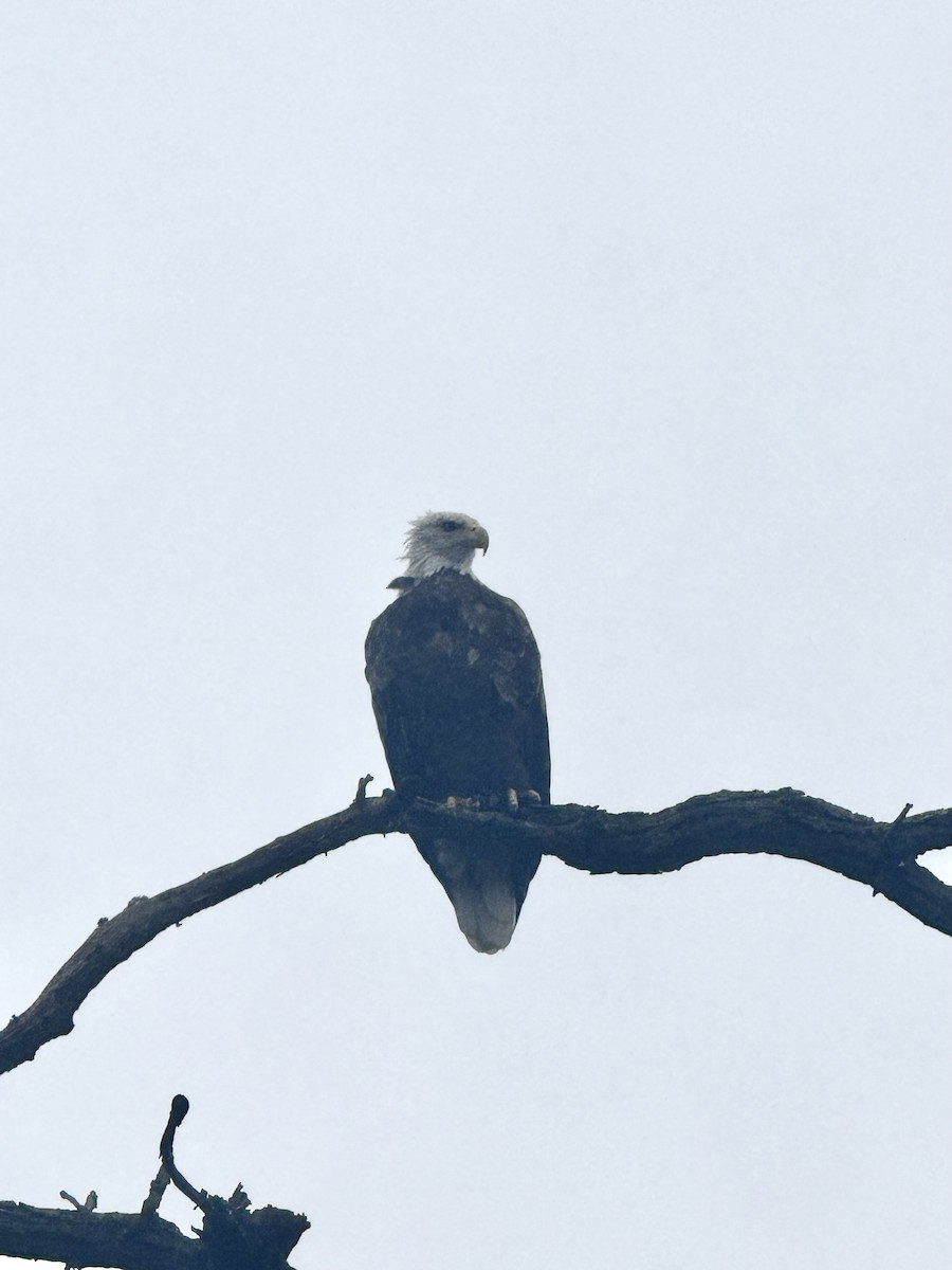 Bald Eagle - ML640529706