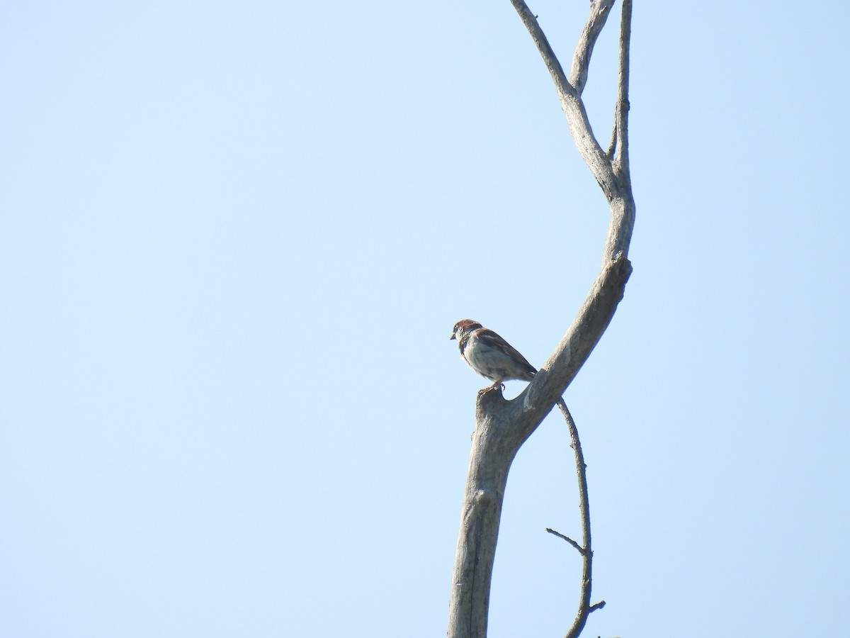 Moineau domestique - ML640529712