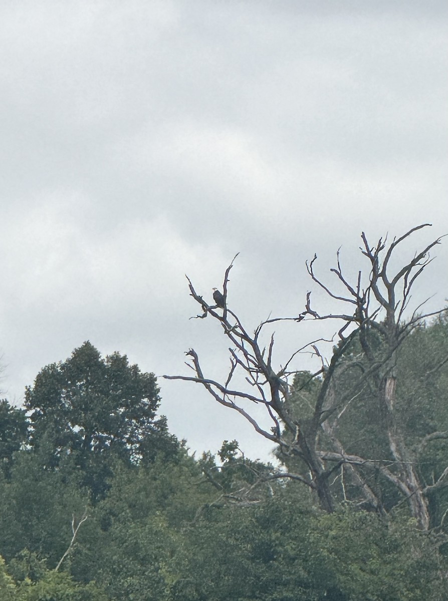 Bald Eagle - ML640529717