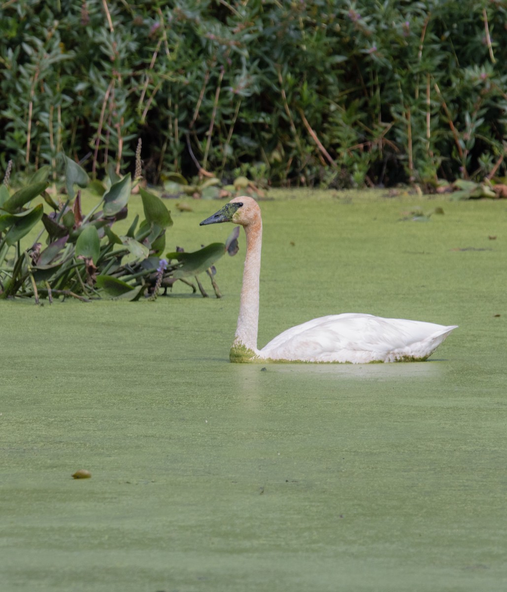 Trumpeter Swan - ML640529720
