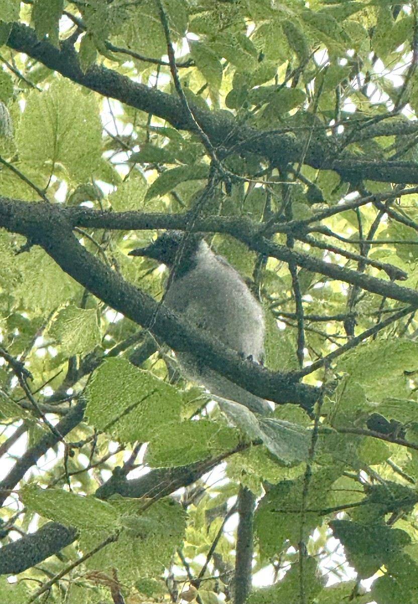 Blue Jay - ML640529723