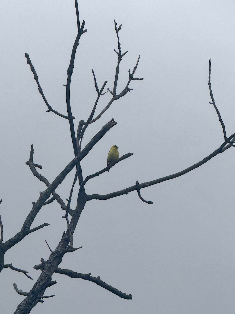 American Goldfinch - ML640529736