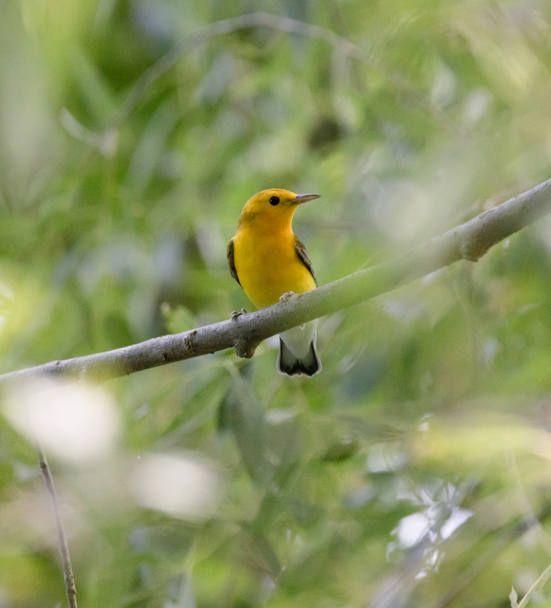 Prothonotary Warbler - ML640529746
