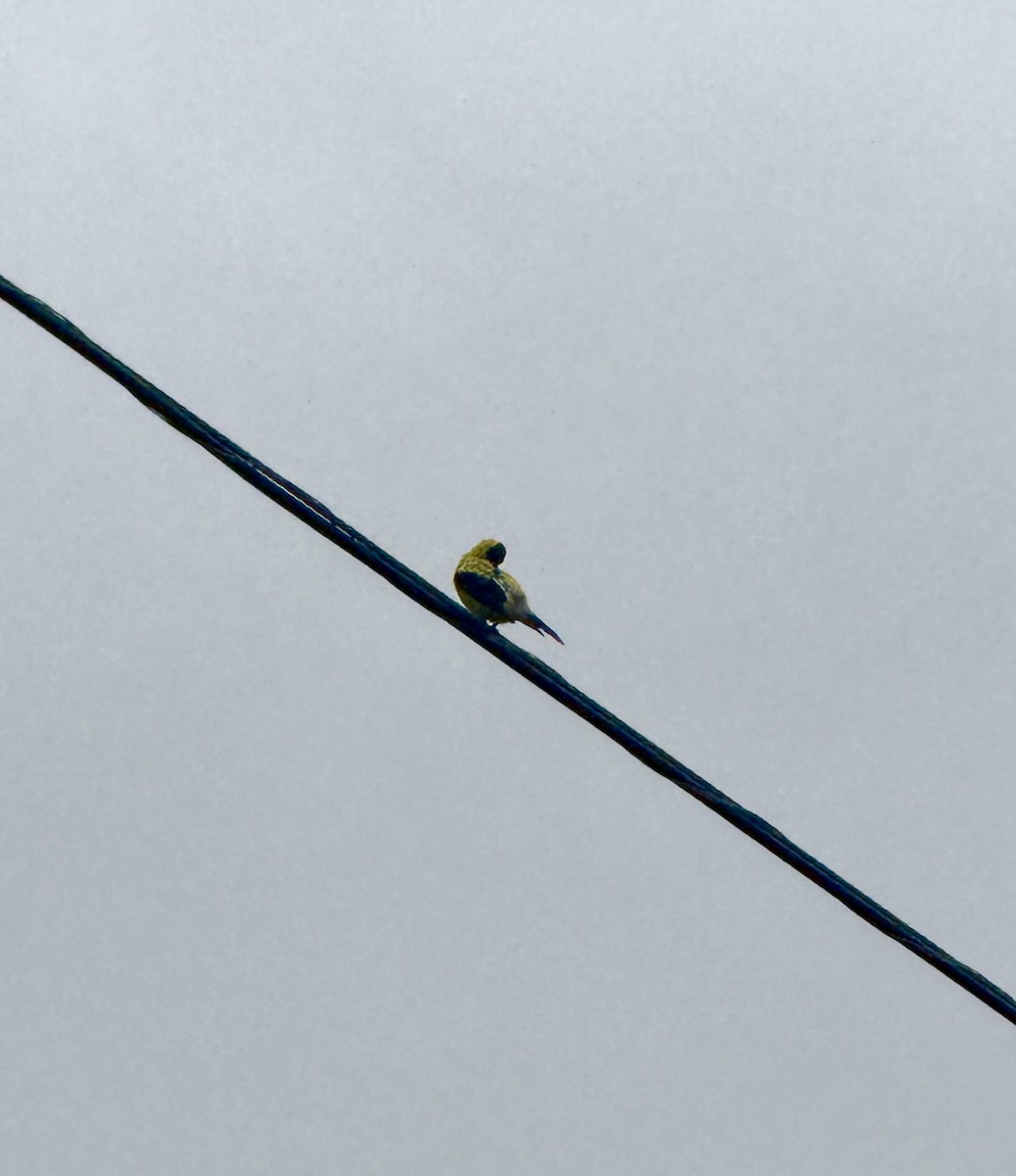 American Goldfinch - ML640529748