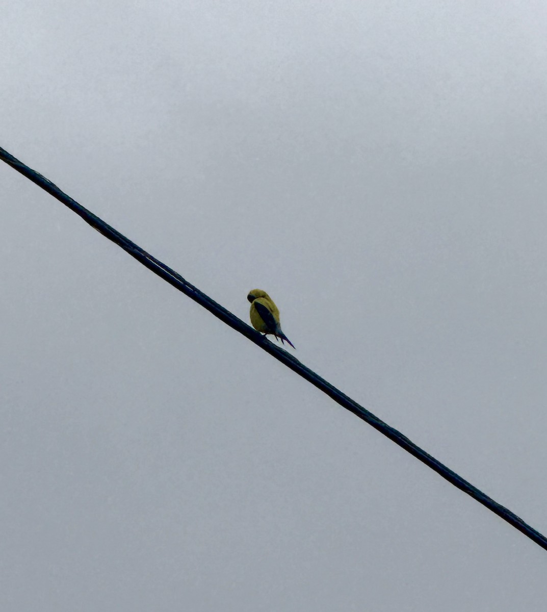 American Goldfinch - ML640529749