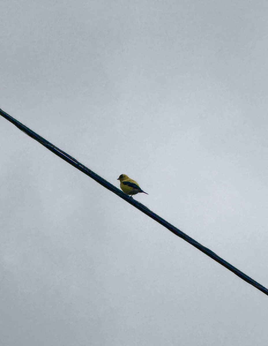 American Goldfinch - ML640529750