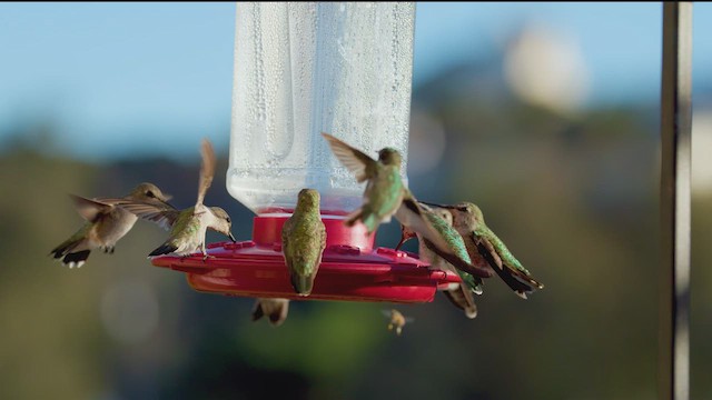 Costa's Hummingbird - ML640529753