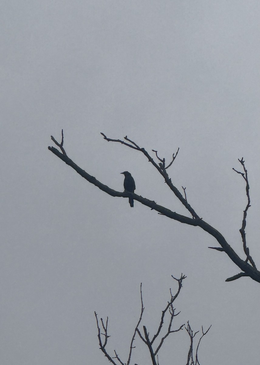 Common Grackle - ML640529755