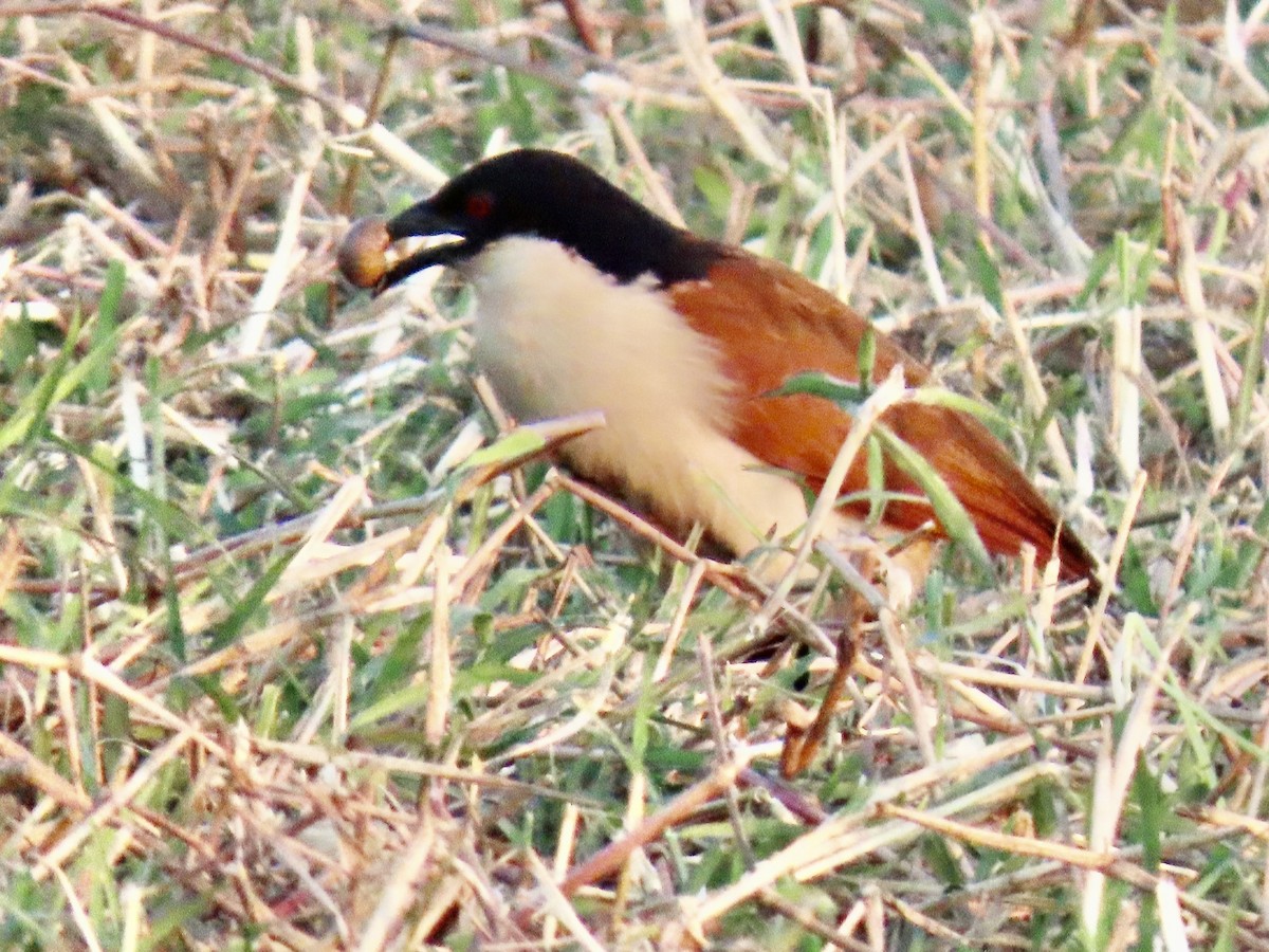 Coucal des papyrus - ML640529774