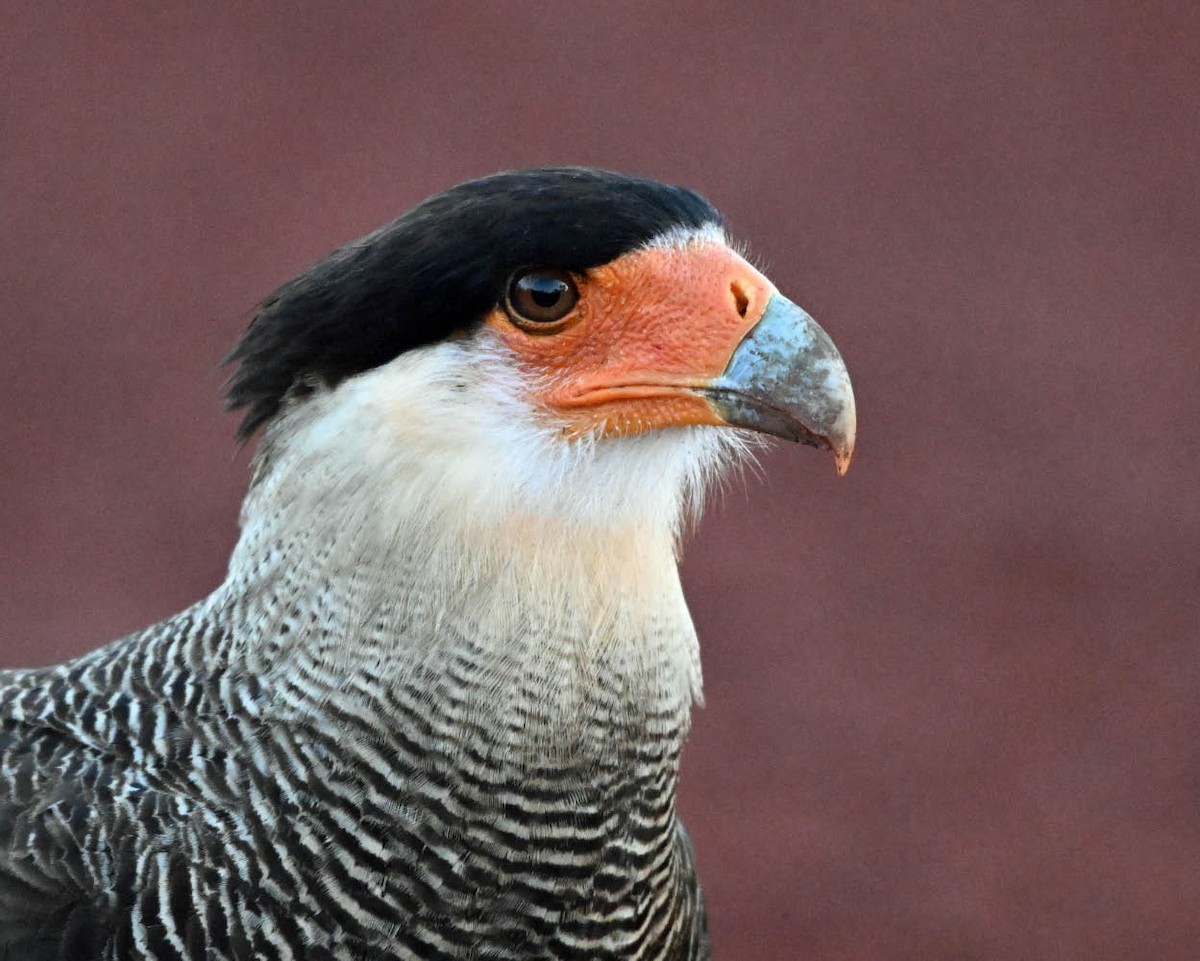 Crested Caracara (Southern) - ML640529785