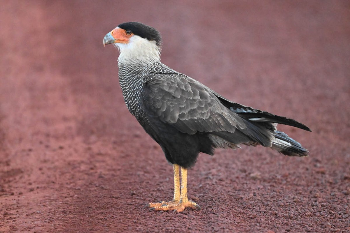 Crested Caracara (Southern) - ML640529786