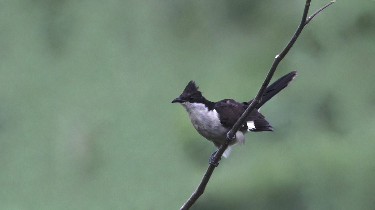 Pied Cuckoo - ML640529825