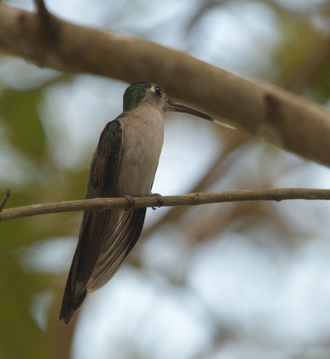 Colibrí Ruiseñor - ML640529834