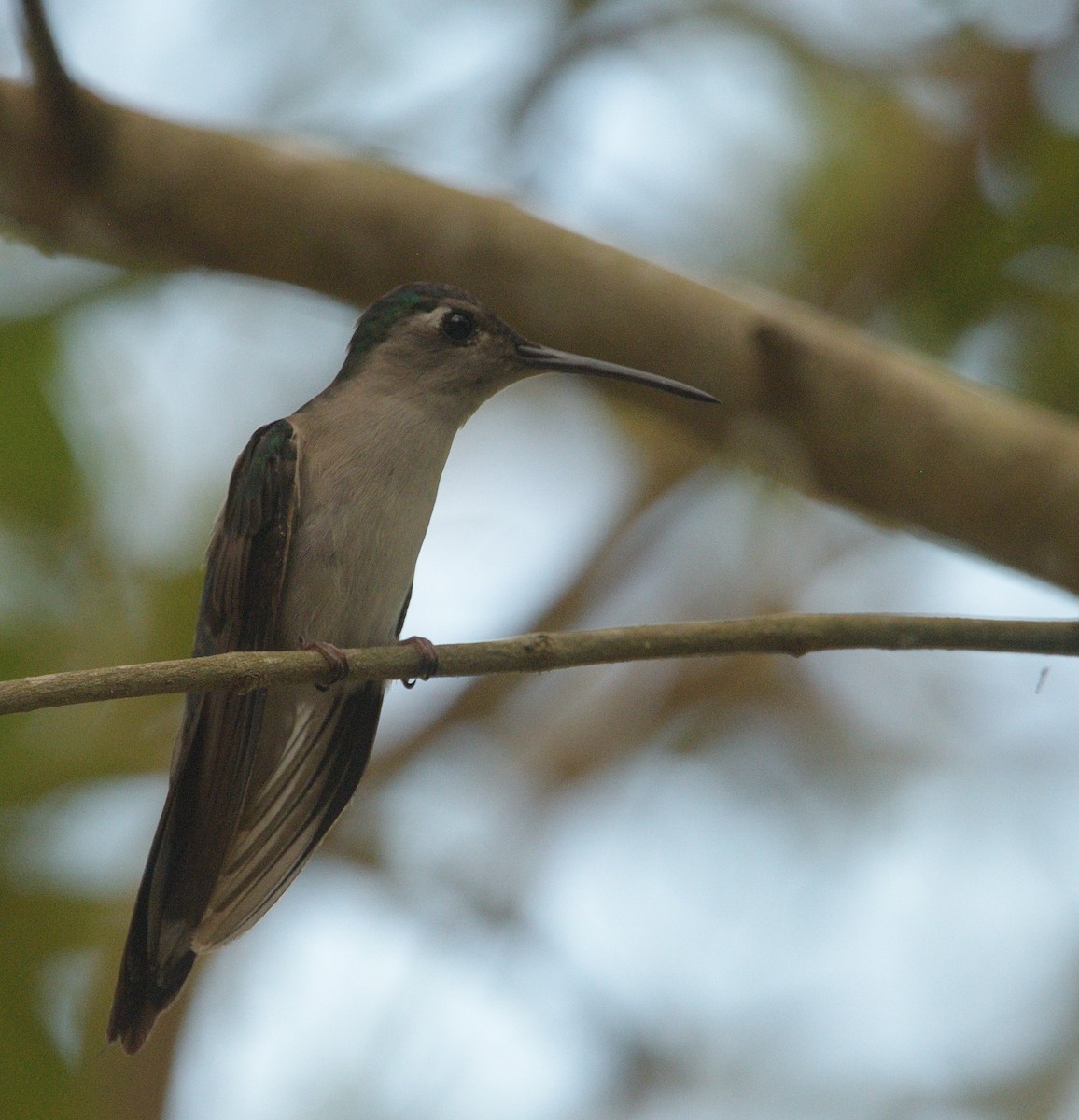Colibrí Ruiseñor - ML640529838