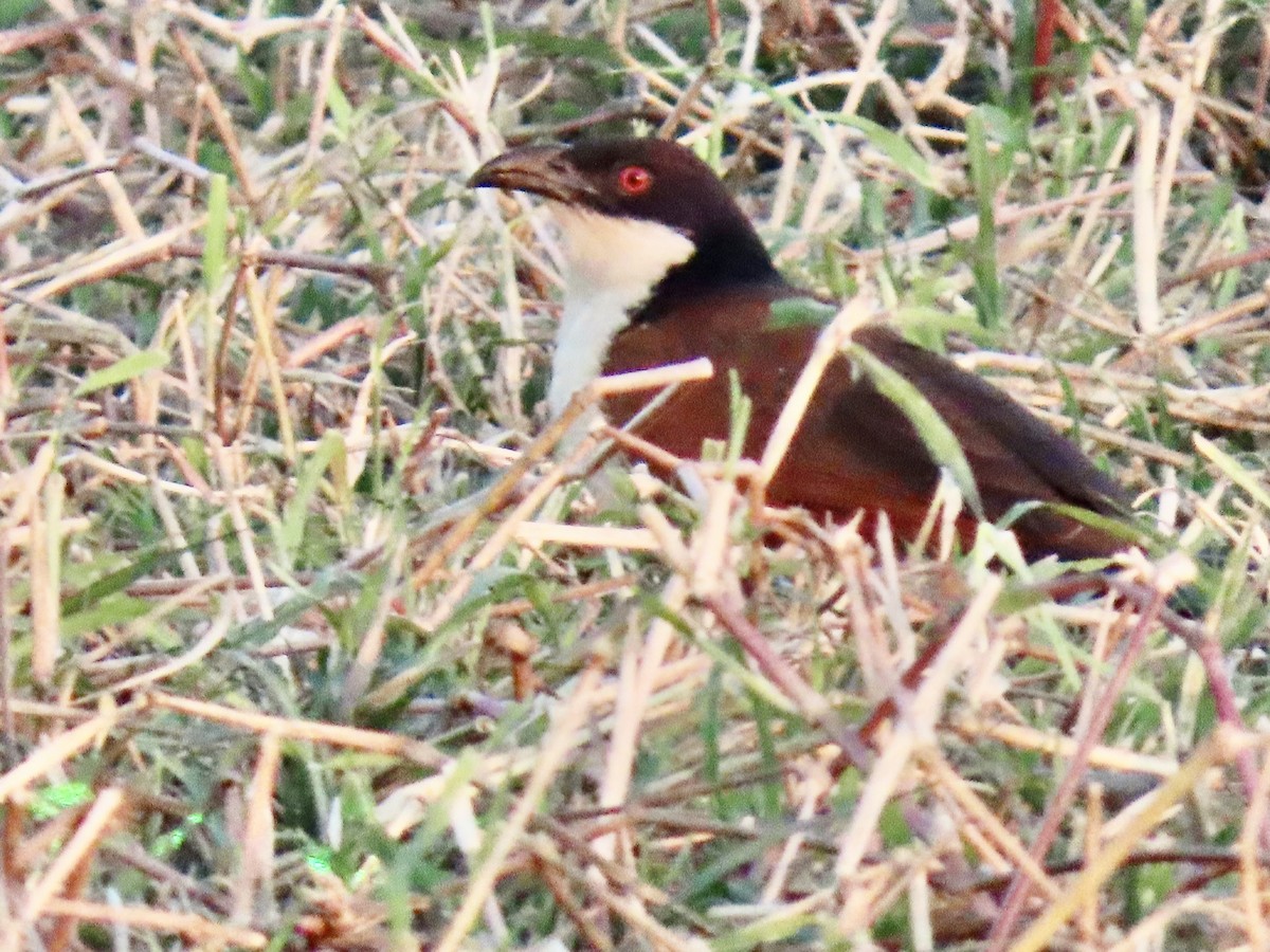 Coucal des papyrus - ML640529868