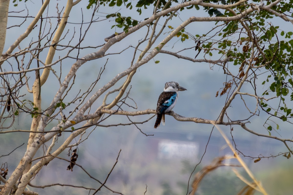 Blue-winged Kookaburra - ML640529907