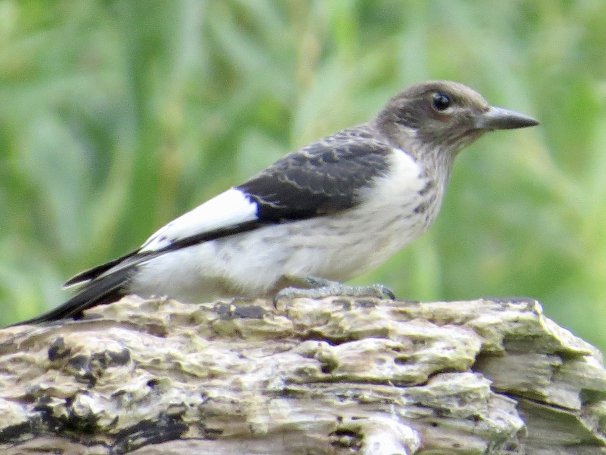 Pic à tête rouge - ML640530088