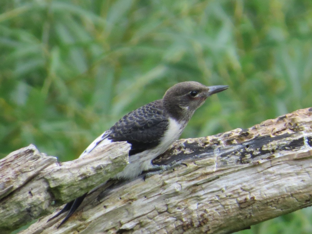 Pic à tête rouge - ML640530089