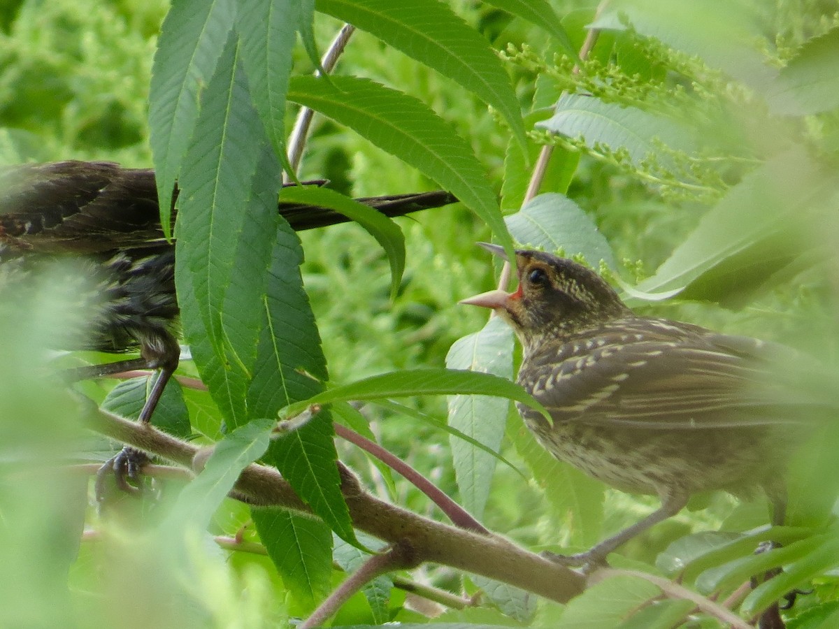Carouge à épaulettes - ML640530106