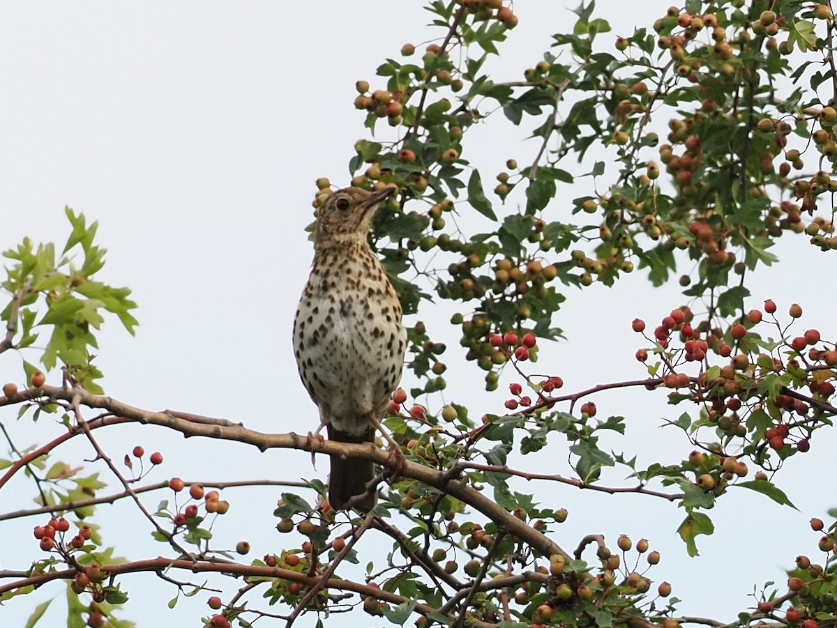 Song Thrush - ML640530113