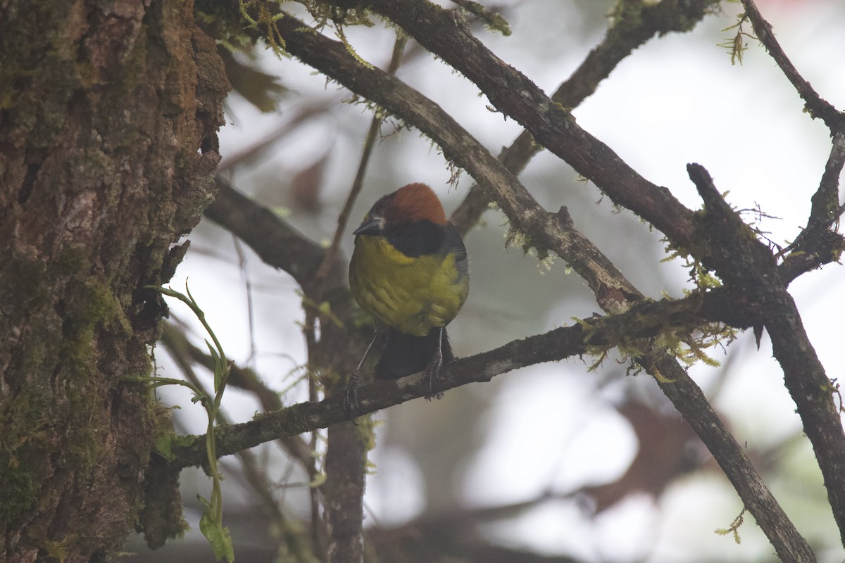 Yellow-breasted Brushfinch - ML640530172