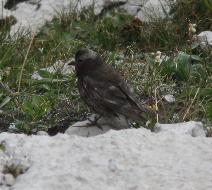 Black Rosy-Finch - ML640530188