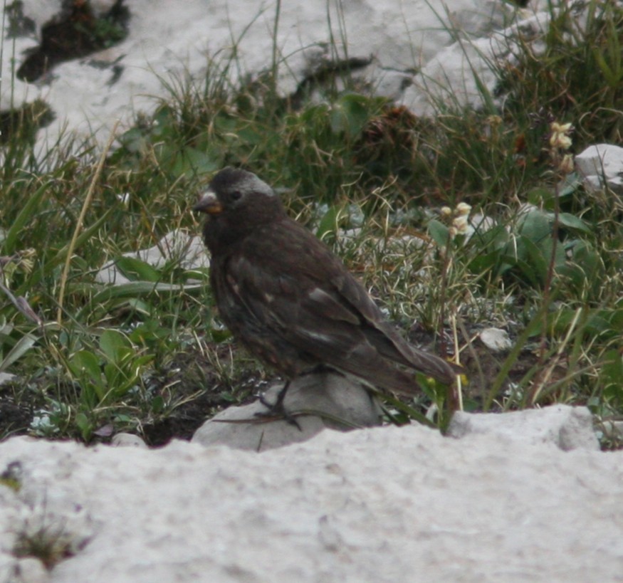 Black Rosy-Finch - ML640530189