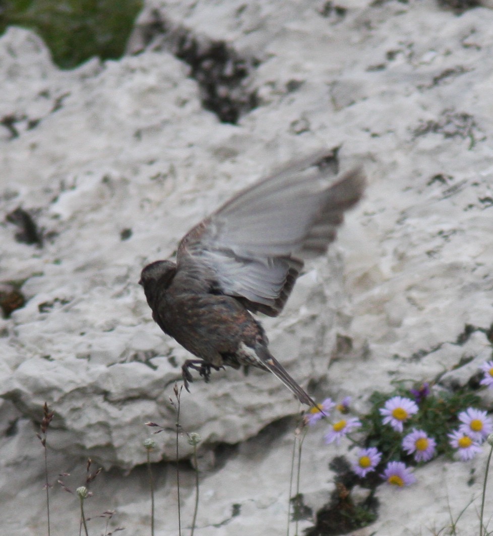 Black Rosy-Finch - ML640530190