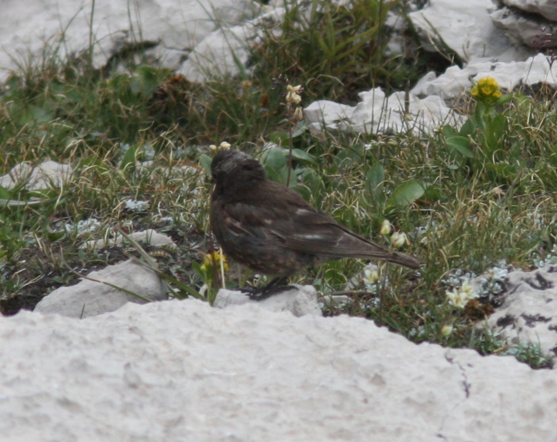 Black Rosy-Finch - ML640530191