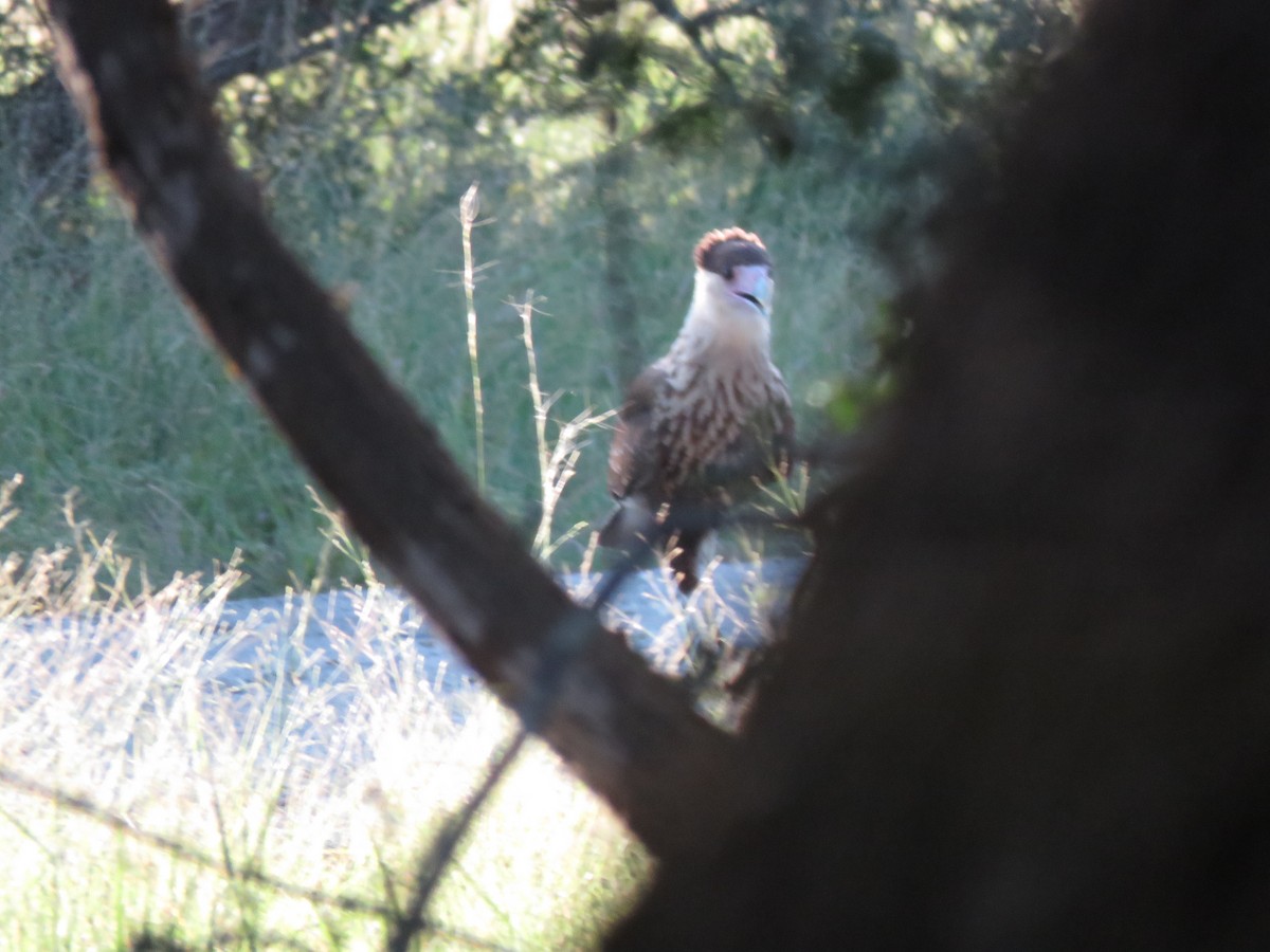 Crested Caracara - ML640530202
