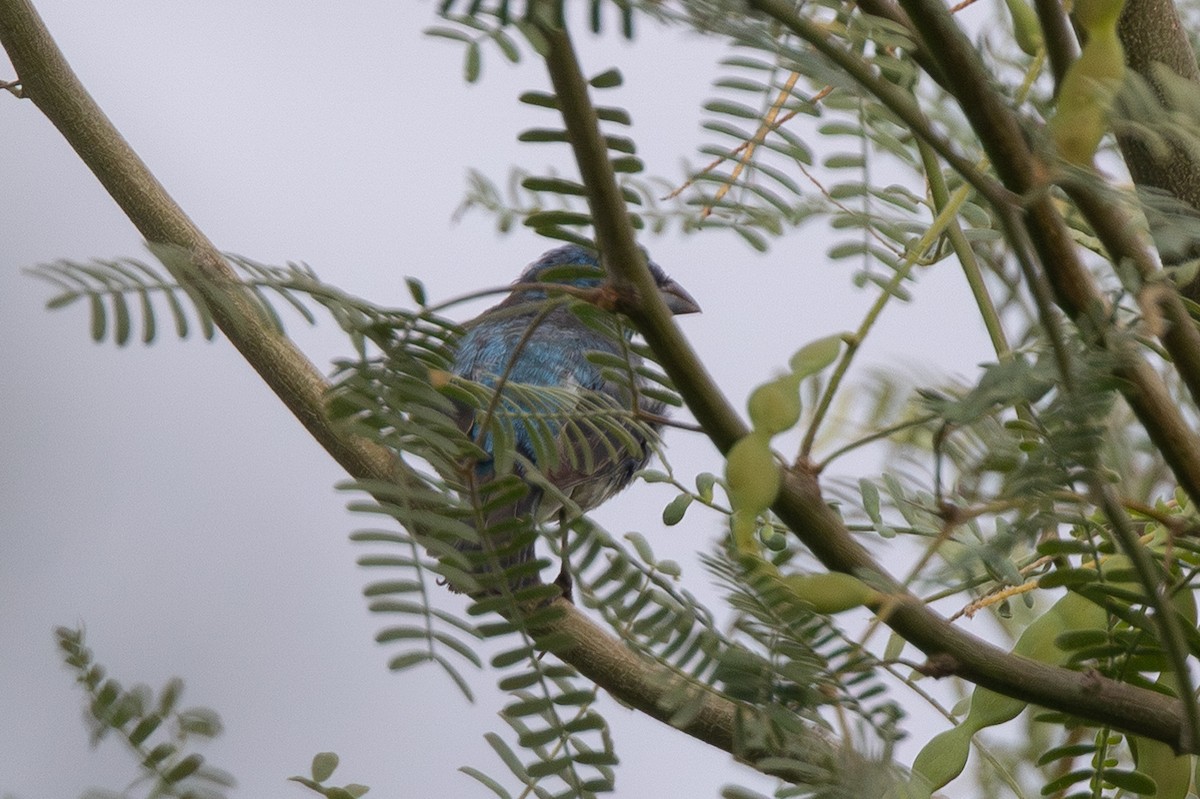 Lazuli/Indigo Bunting - ML640530215