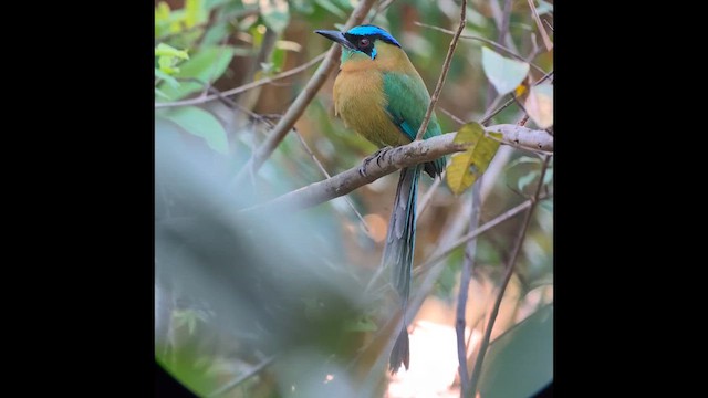 Lesson's Motmot - ML640530254