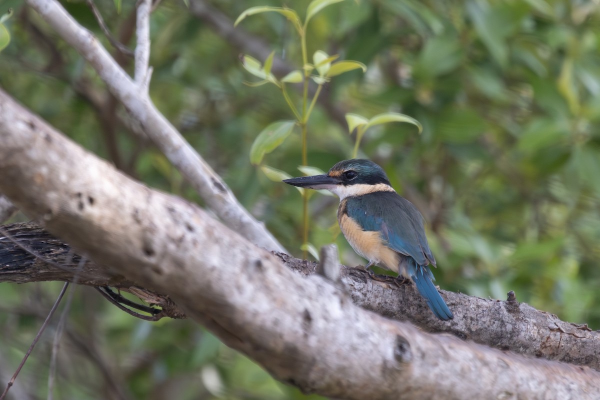 Sacred Kingfisher - ML640530262
