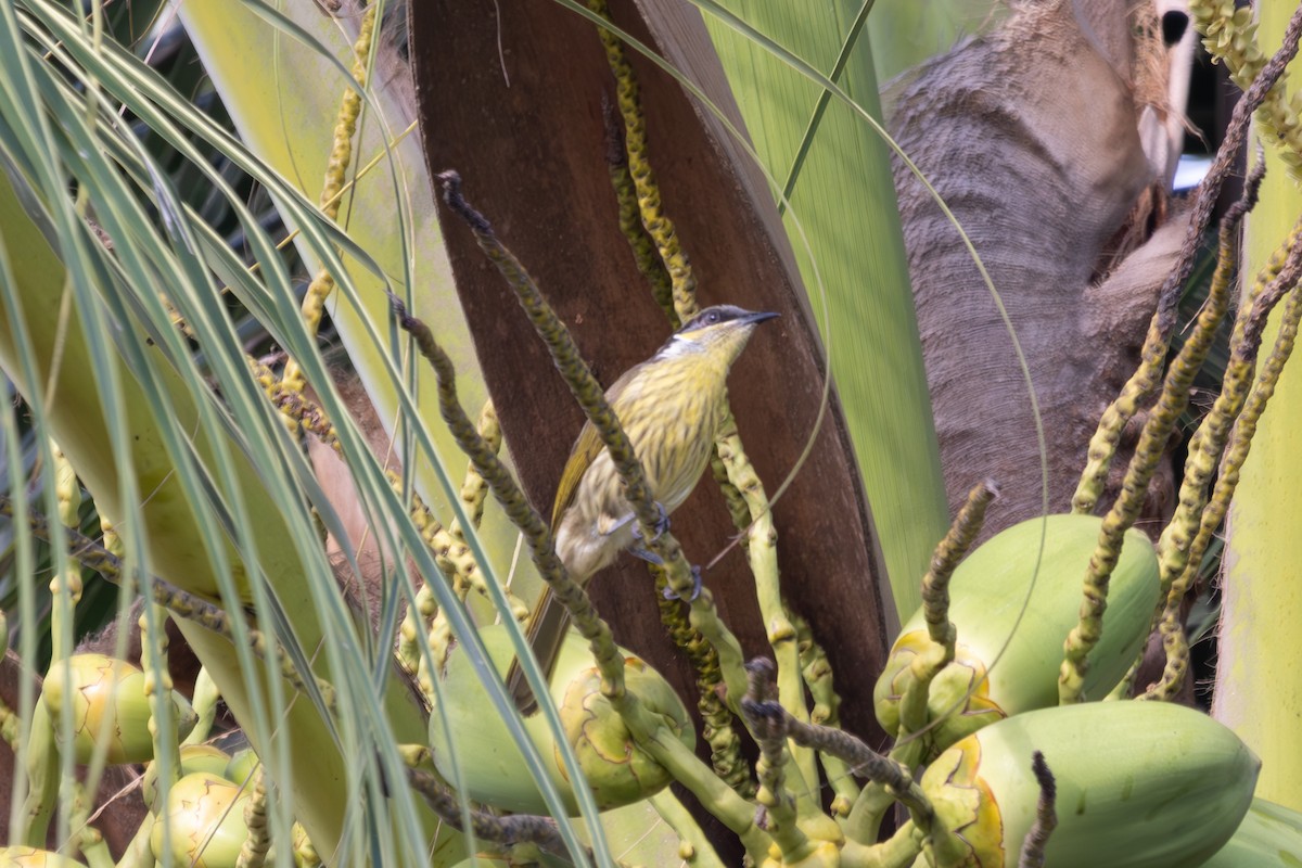 Varied Honeyeater - ML640530264