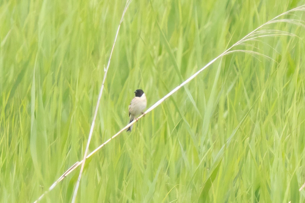 Ochre-rumped Bunting - ML640530287