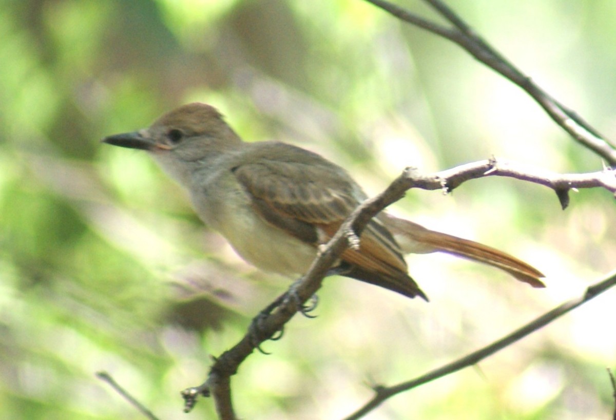 Brown-crested Flycatcher - ML640530290