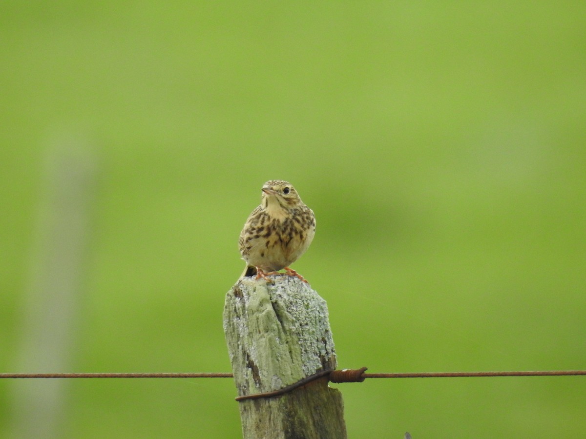 Short-billed Pipit - ML640530312