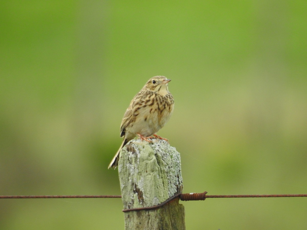 Short-billed Pipit - ML640530315