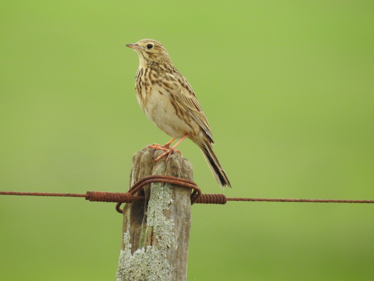 Short-billed Pipit - ML640530317