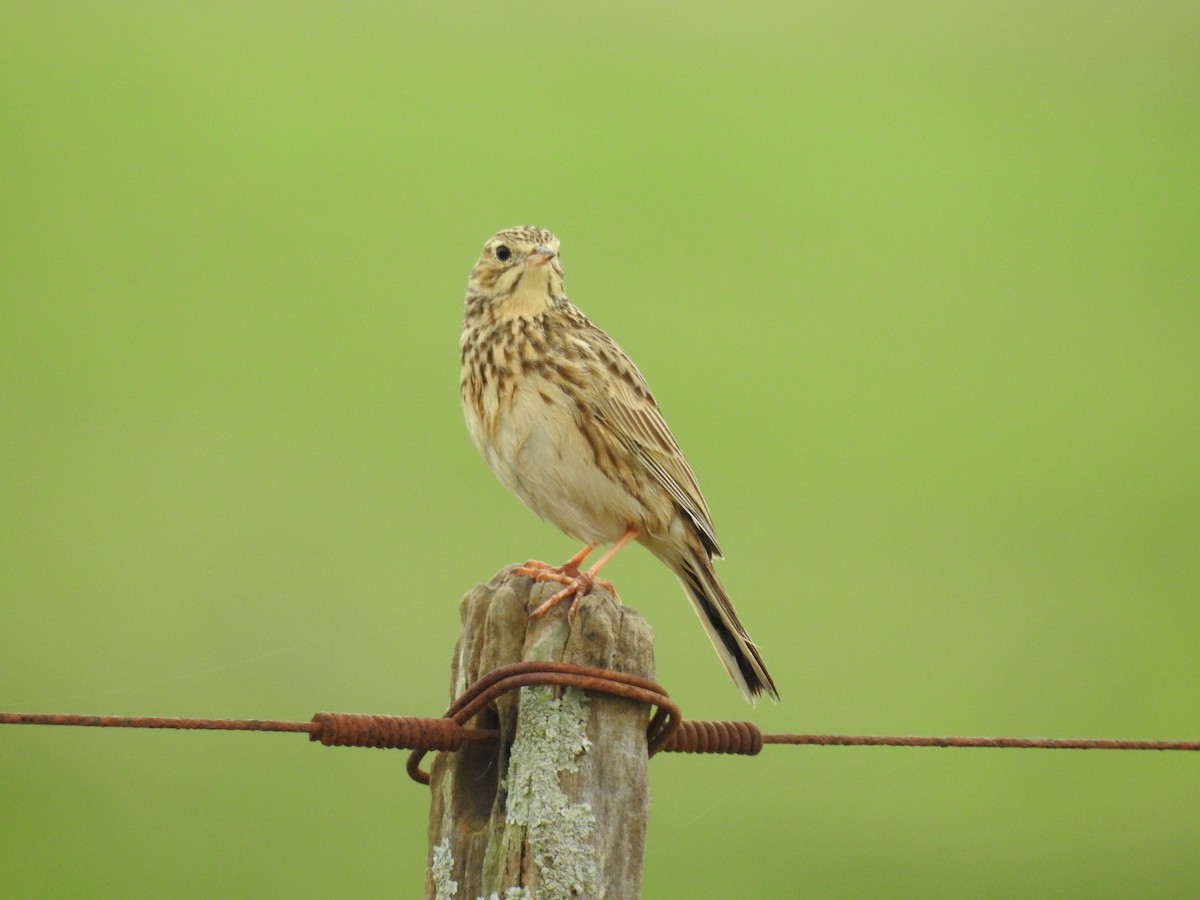Short-billed Pipit - ML640530320