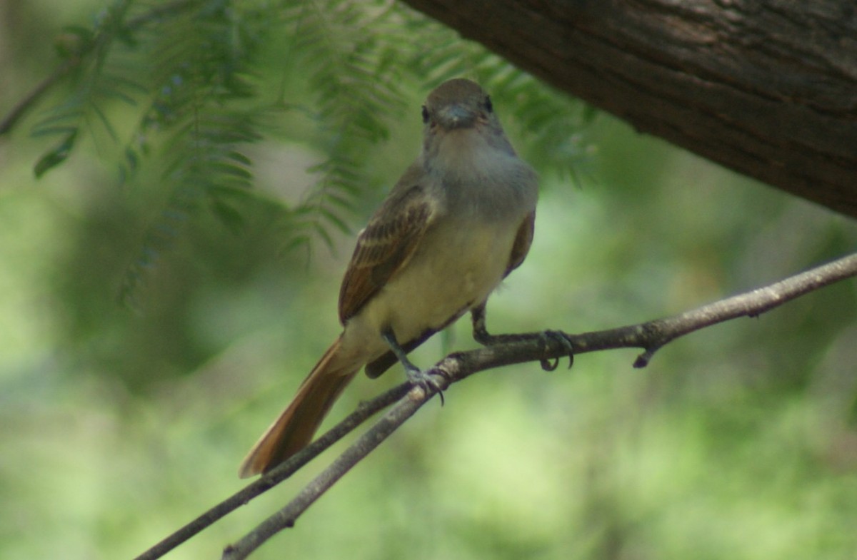 Brown-crested Flycatcher - ML640530321