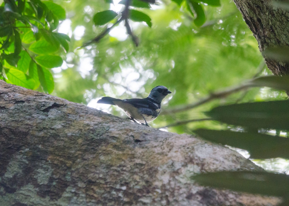 White-bellied Tanager - ML640530332