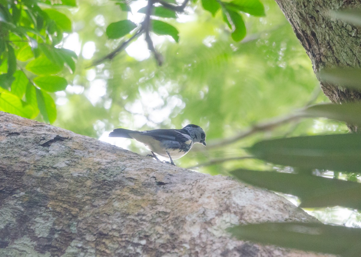 White-bellied Tanager - ML640530333