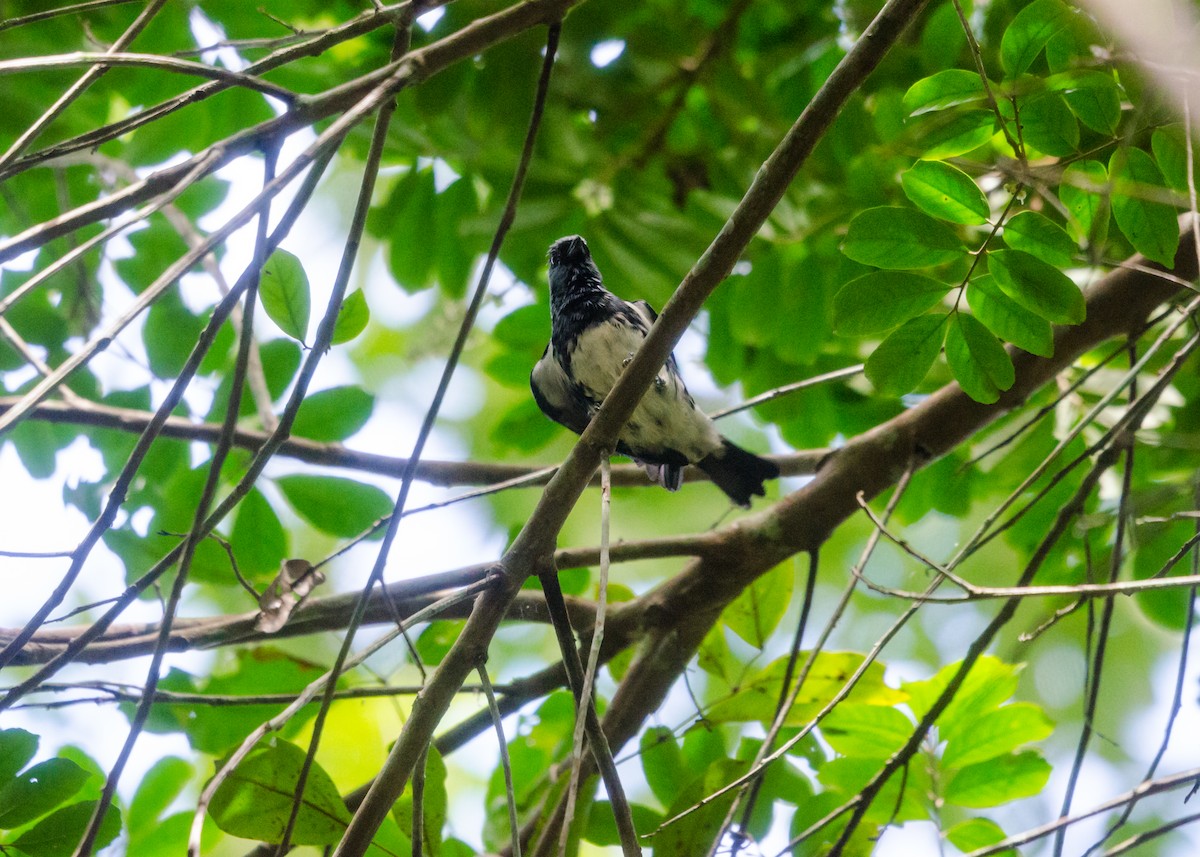 White-bellied Tanager - ML640530336