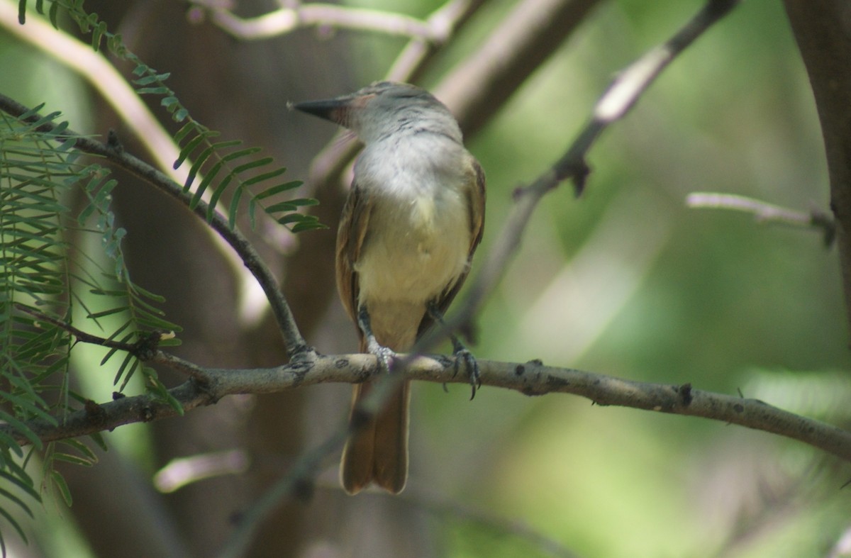 Brown-crested Flycatcher - ML640530343
