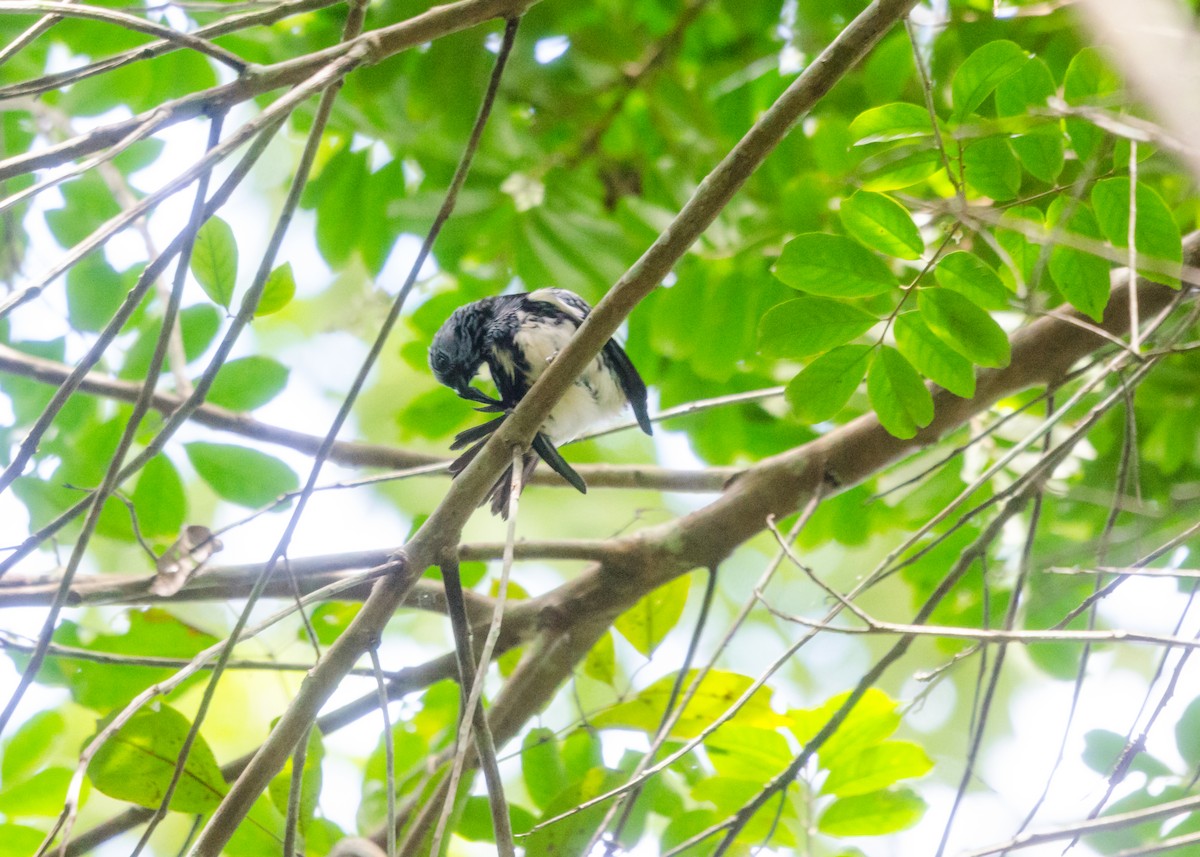 White-bellied Tanager - ML640530359